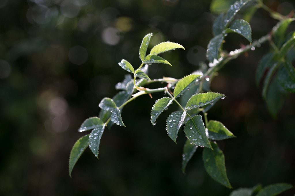rosa canina détail
